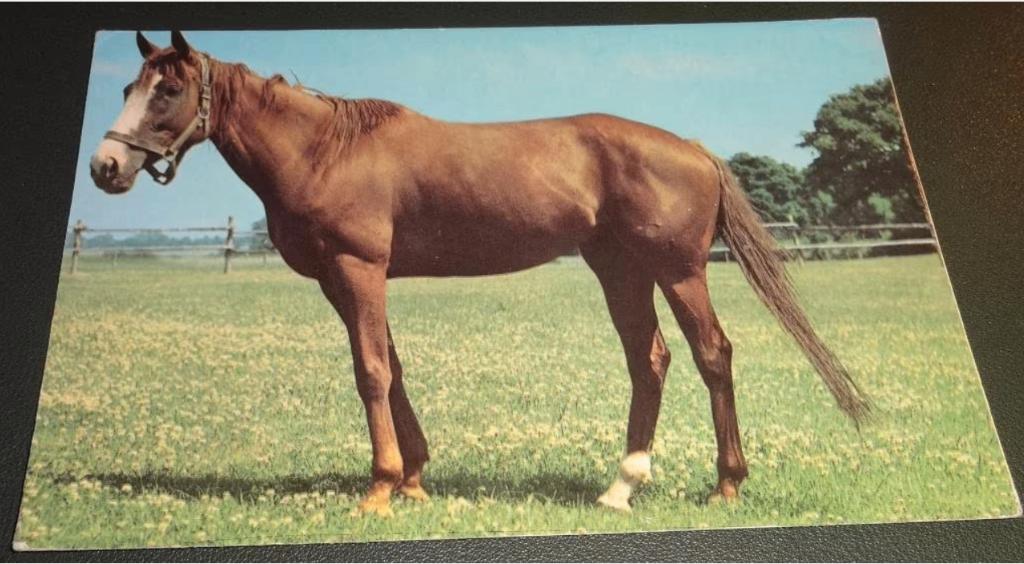 Paarden - Anco - 1/23 - Mindere kwaliteit, Verzamelen, Verzenden, 1980 tot heden, Gelopen, Paard
