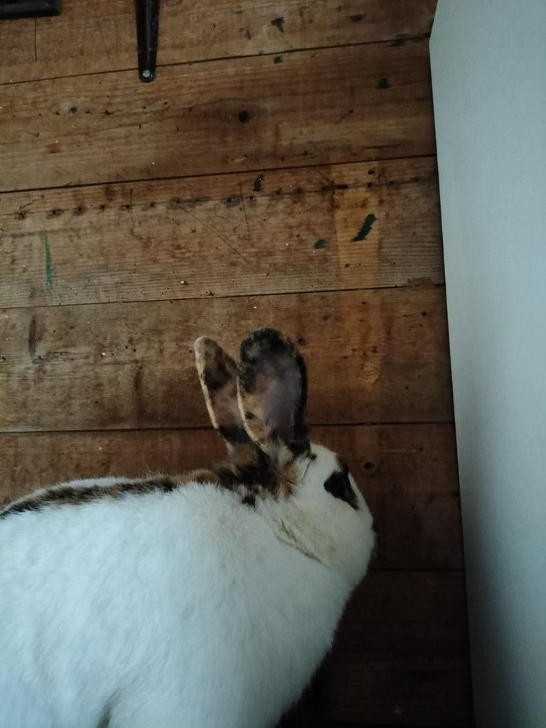 Aangeboden mooi konijn het is een ram, Dieren en Toebehoren, Konijnen, Mannelijk, Middelgroot, 0 tot 2 jaar