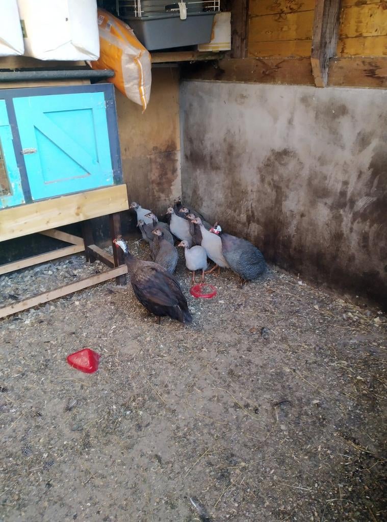 Gezocht parelhoen vrouwtje, Dieren en Toebehoren, Pluimvee, Vrouwelijk