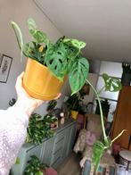 Monstera Monkey Mask in gele bloempot, Ophalen of Verzenden, In pot, Halfschaduw, Minder dan 100 cm