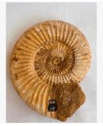 Grote ammoniet Marokko in folie beschermlijst, Ophalen of Verzenden, Fossiel