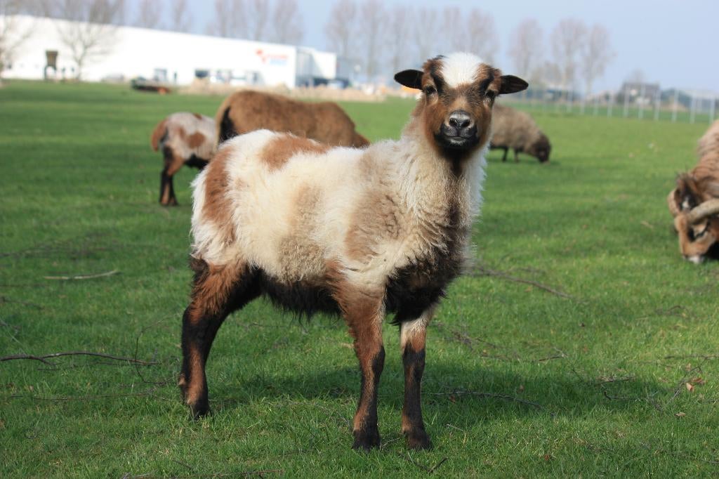 Kameroen schapen, ooien en rammen, Meerdere dieren, Schaap, 0 tot 2 jaar