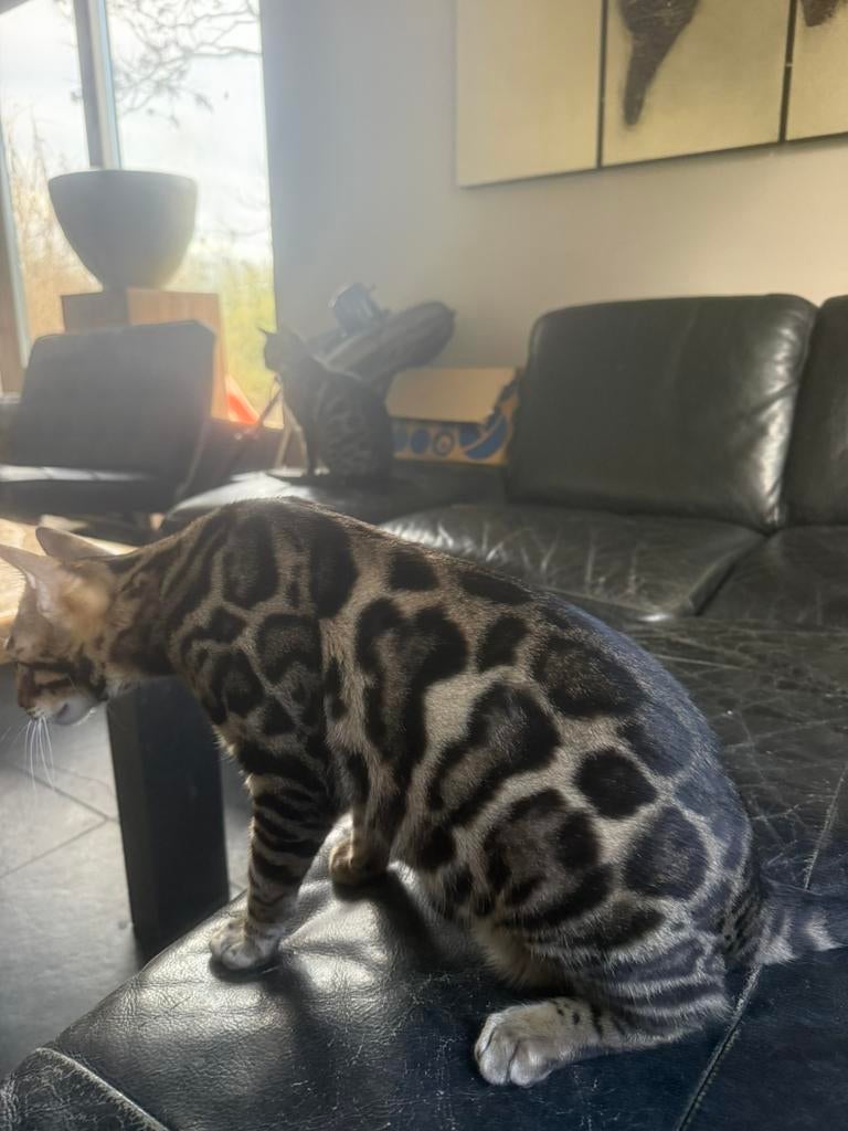 Nog een prachtige bengaal katertje beschikbaar, Dieren en Toebehoren, Katten en Kittens | Raskatten | Korthaar, Kater, Met stamboom