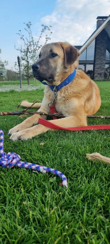 Kruising Anatolische herder, 15 weken tot 1 jaar, Reu, Eén hond, Herder