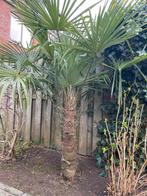 Winterharde Palmboom, Tuin en Terras, Volle zon, Vaste plant, Bloeit niet, Ophalen