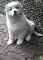 Red merle Astralian Shepherd pup., Parvo, Reu, 8 tot 15 weken, Eén hond