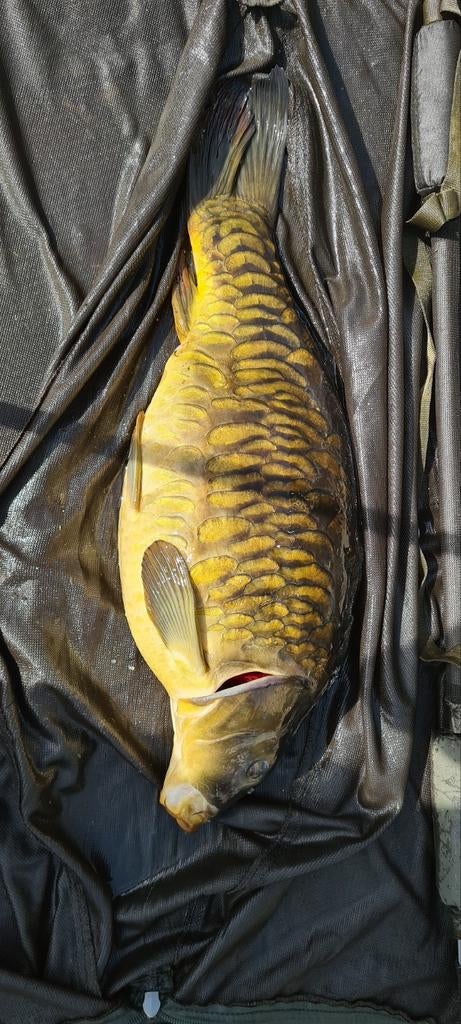 Spiegelkarpers 3stuks, Dieren en Toebehoren, Vissen | Vijvervissen, Karper of Koi