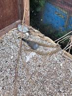 2 Diamant duiven, Dieren en Toebehoren, Meerdere dieren, Overige soorten