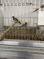 Parva putter, Meerdere dieren, Wildzangvogel, Geringd