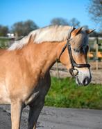 Super knappe en talent volle Haflinger merrie, Merrie, Minder dan 160 cm, Recreatiepaard