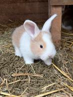 Duitse reus konijnen, Vrouwelijk, Groot, 0 tot 2 jaar