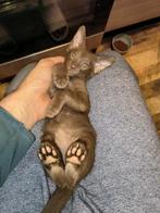 Kittens, Ooster korthaar kittens, oriental kittens, pete...