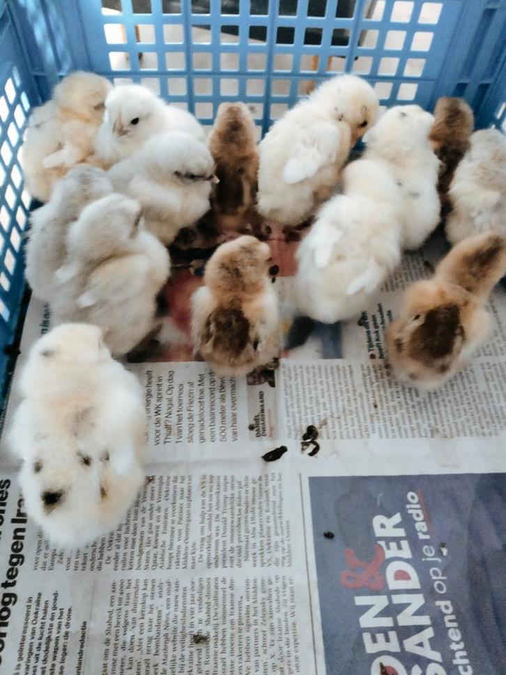 🌈🐣 Kuikens kleurenleggers / Easter Eggers 🐥🌈, Dieren en Toebehoren, Pluimvee, Kip