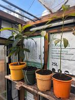 Avocado plantjes, Ophalen, Vaste plant, Bloeit niet, Halfschaduw