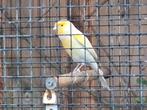 Kanarie man, Dieren en Toebehoren, Vogels | Kanaries, Mannelijk, Kleurkanarie