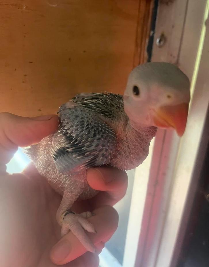 Jonge halsbandparkieten, Dieren en Toebehoren, Vogels | Parkieten en Papegaaien, Papegaai, Meerdere dieren