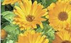 Zaden gele Goudsbloem - Calendula officinalis, Ophalen of Verzenden, Volle zon, Zaad