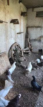 Pauwstaartjes, Meerdere dieren, Postduif