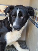 ACE: Logan heeft nog veel te leren!, Dieren en Toebehoren, Particulier, 15 weken tot 1 jaar, Reu, Buitenland