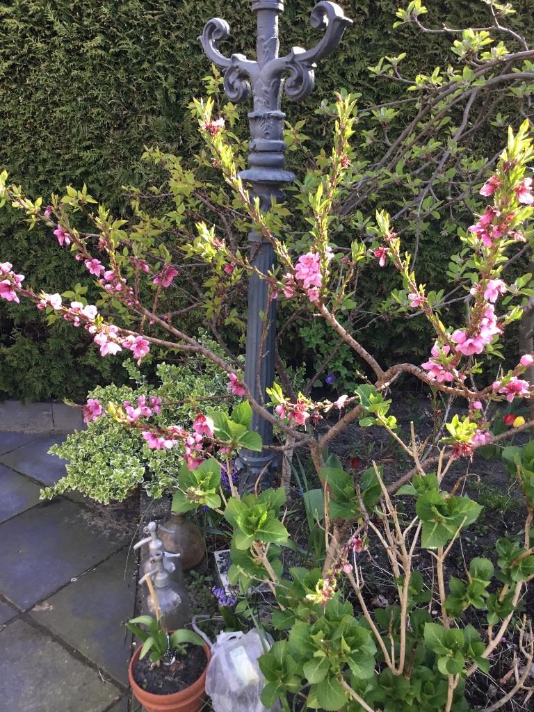 Fruitbomen, Ophalen, 100 tot 250 cm, Appelboom, Lente