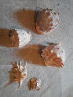 Verzameling schelpen, Ophalen of Verzenden