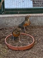 Zwartborst Lijsters poppen, Vrouwelijk