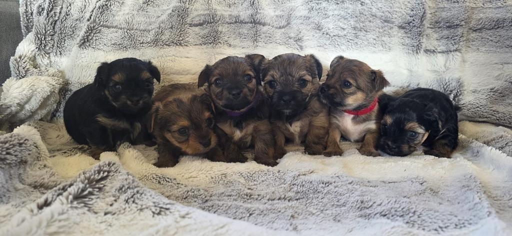 Pups Chihauhau-terriër, Overige rassen, 8 tot 15 weken, Meerdere, Meerdere dieren
