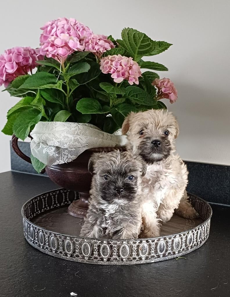 Prachtige pups!  Cairn Terriër x Maltezer, Overige rassen, 8 tot 15 weken, Meerdere, Meerdere dieren