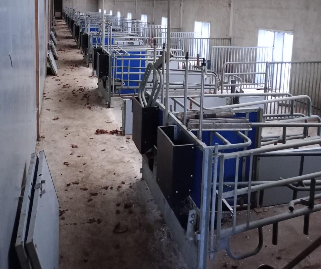 80 kraamhokken, Dieren en Toebehoren, Schapen, Geiten en Varkens, Mannelijk, Geit