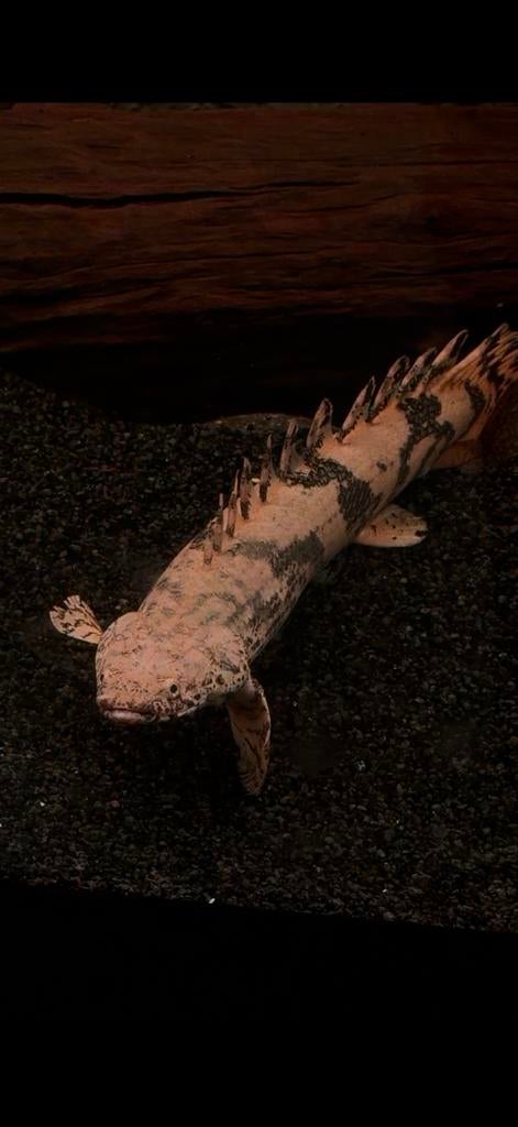 Polypterus endlicheri (Endlicheri / Saddled Bichir)