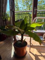 Bananenplant in pot, Tuin en Terras, Planten | Tuinplanten, Volle zon, Vaste plant, Zomer, Ophalen
