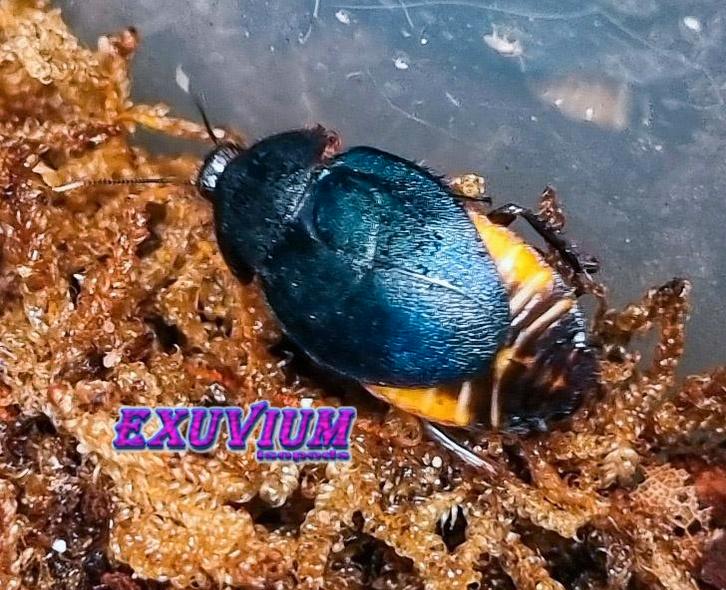 Eucorydia yasumatsui (Sapphire Flower Cockroach), Dieren en Toebehoren, Insecten en Spinnen, Overige soorten