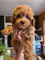 Maltipoo s, Parvo, Overige rassen, 8 tot 15 weken, Meerdere