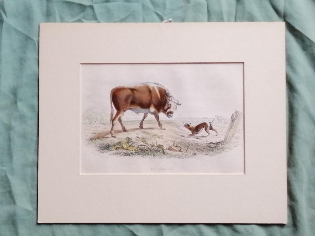 Franse staalgravure van ca. 1850 - De Stier, Antiek en Kunst, Kunst | Etsen en Gravures, Ophalen of Verzenden, Flora en Fauna