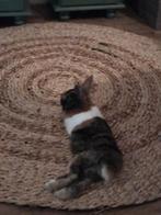 Konijn 4 maanden, Dieren en Toebehoren, Katten en Kittens | Overige Katten, Kater