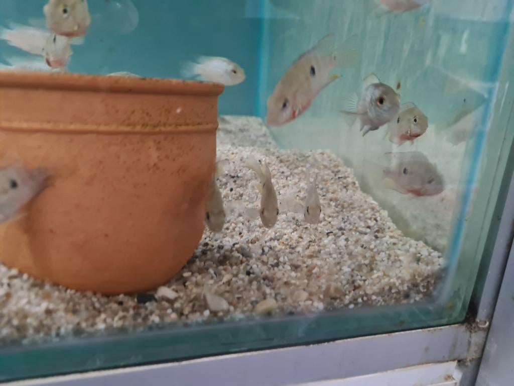 Vuurkeel Cichliden, Thorichthys Meeki, Dieren en Toebehoren, Vis, Zoetwatervis
