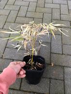 Fargesia rufa variegata bamboe, Tuin en Terras, Ophalen of Verzenden, Bloeit niet, Overige soorten, Halfschaduw