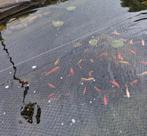 vijvervissen, Goudvis(sen)