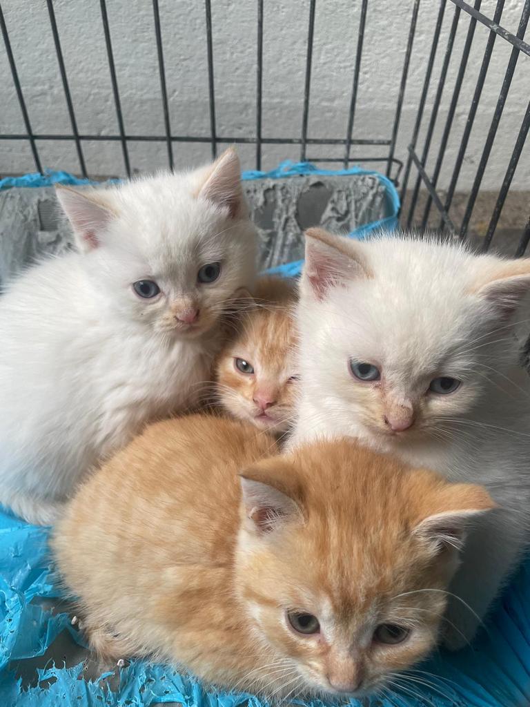 Witte britse korthaar kittens, Dieren en Toebehoren, Katten en Kittens | Raskatten | Korthaar, Meerdere dieren