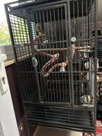 Papegaai kooi, Ophalen of Verzenden