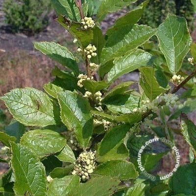 Ilex verticillata mnl Winterbes mannelijke plant € 8,95, Overige soorten, Vaste plant, Ophalen of Verzenden, Halfschaduw