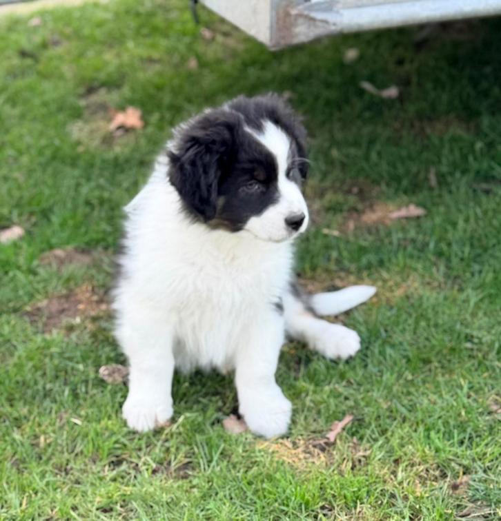 Nog 2 prachtige Australian shepherd reutjes., Dieren en Toebehoren, Honden | Herdershonden en Veedrijvers, Meerdere dieren, Herder