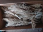 Diverse bundels droogbloemen katoen kwarstjes droogboeket, Ophalen of Verzenden