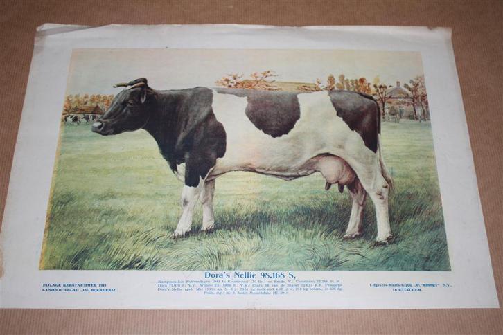 Oude prent - Kampioens koe Dora's Nellie - 1941 !!, Verzamelen, Foto's en Prenten, Gebruikt, Overige onderwerpen, Voor 1940, Ophalen of Verzenden