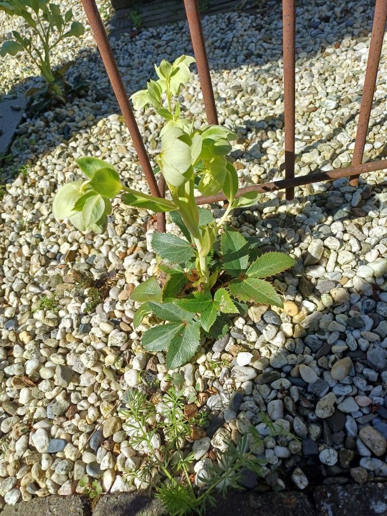 Helleboris  kerstroos  wit   plantjes., Ophalen, Volle zon, Overige soorten, Minder dan 100 cm