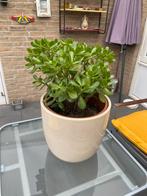 Prachtige grote vetplanten Crassula Ovata’s, Volle zon, Vaste plant, Winter, Ophalen