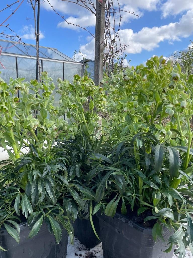 Helleborus, winterhard, Volle zon, Vaste plant, Lente, Ophalen
