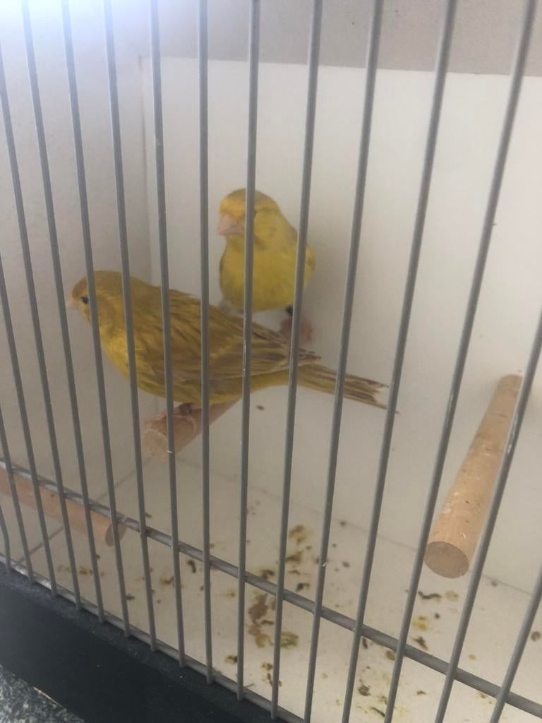 Te Koop; Koppel Geel Schimmel/ Goud Schimmel .., Dieren en Toebehoren, Vogels | Kanaries, Meerdere dieren, Kleurkanarie