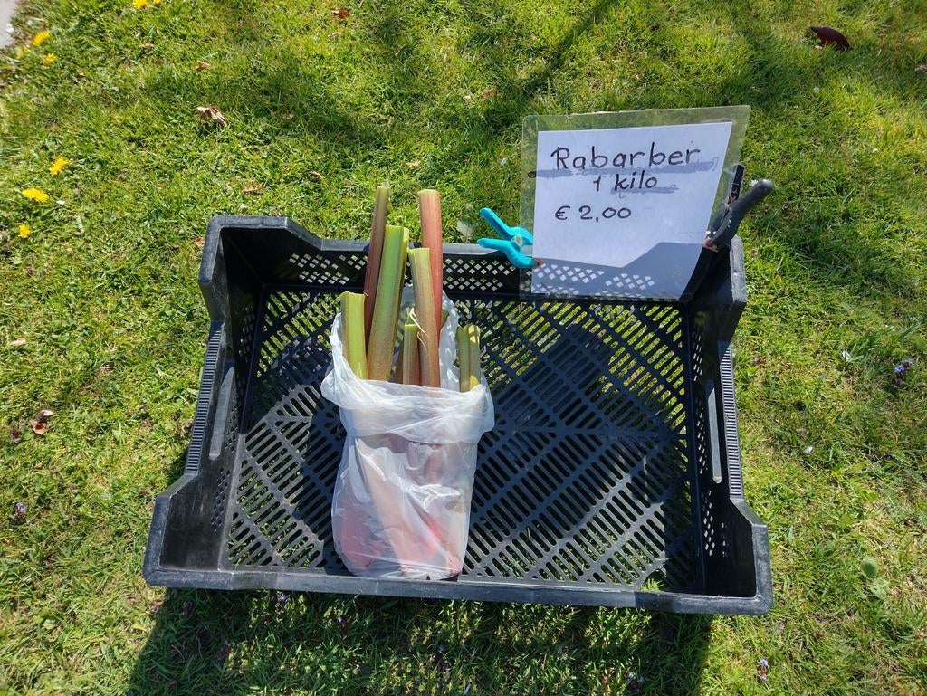Verse rabarber stengels, Ophalen of Verzenden, Eenjarig, Groenteplanten, Volle zon