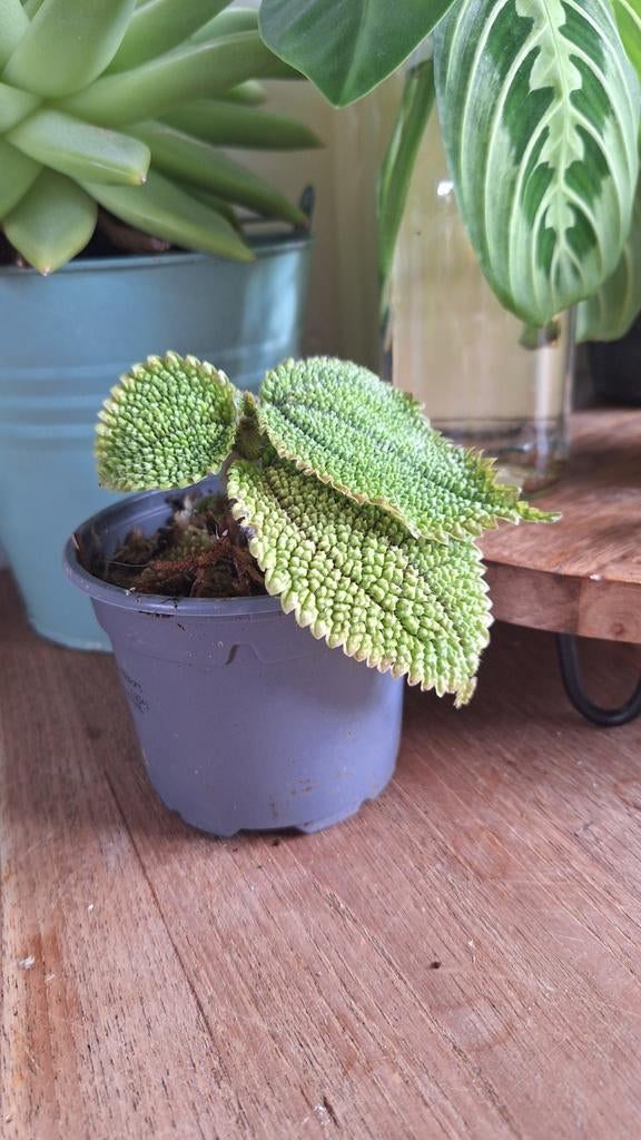 Pilea Moon Valley stekje, Ophalen, Halfschaduw, Minder dan 100 cm